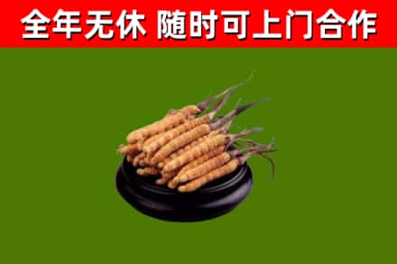 回收冬虫夏草